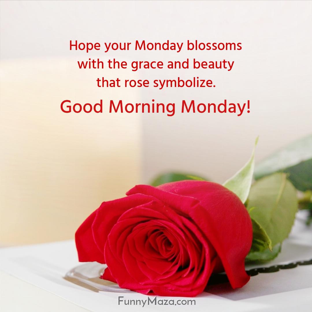 Hope your Monday blossoms with the grace and beauty that rose