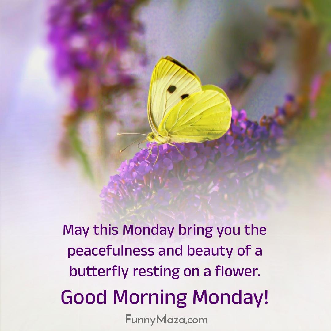 May this Monday bring you the peacefulness and beauty of a