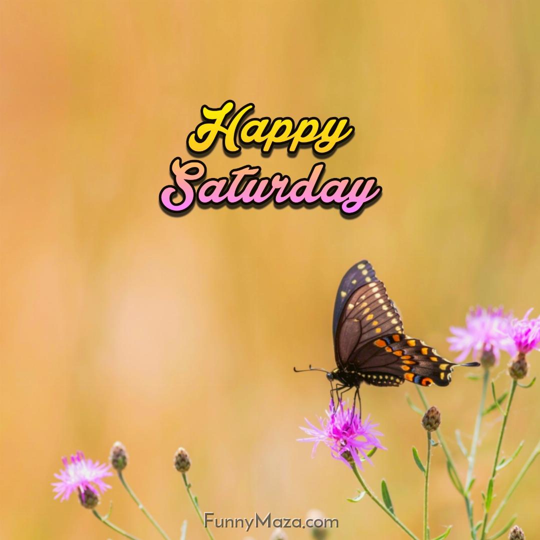 Beautiful Saturday Butterfly Images