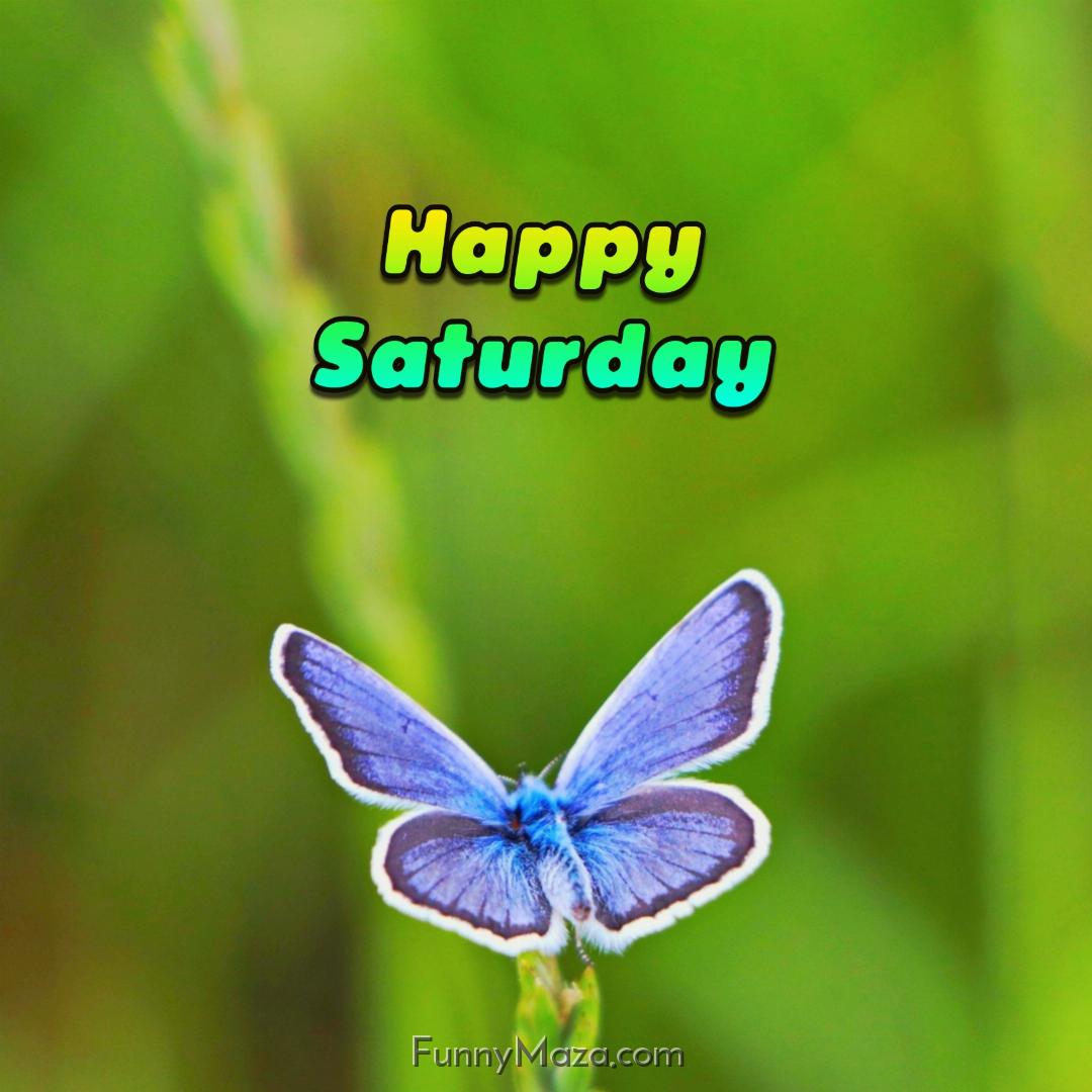 Happy Saturday Butterfly 2024 Images