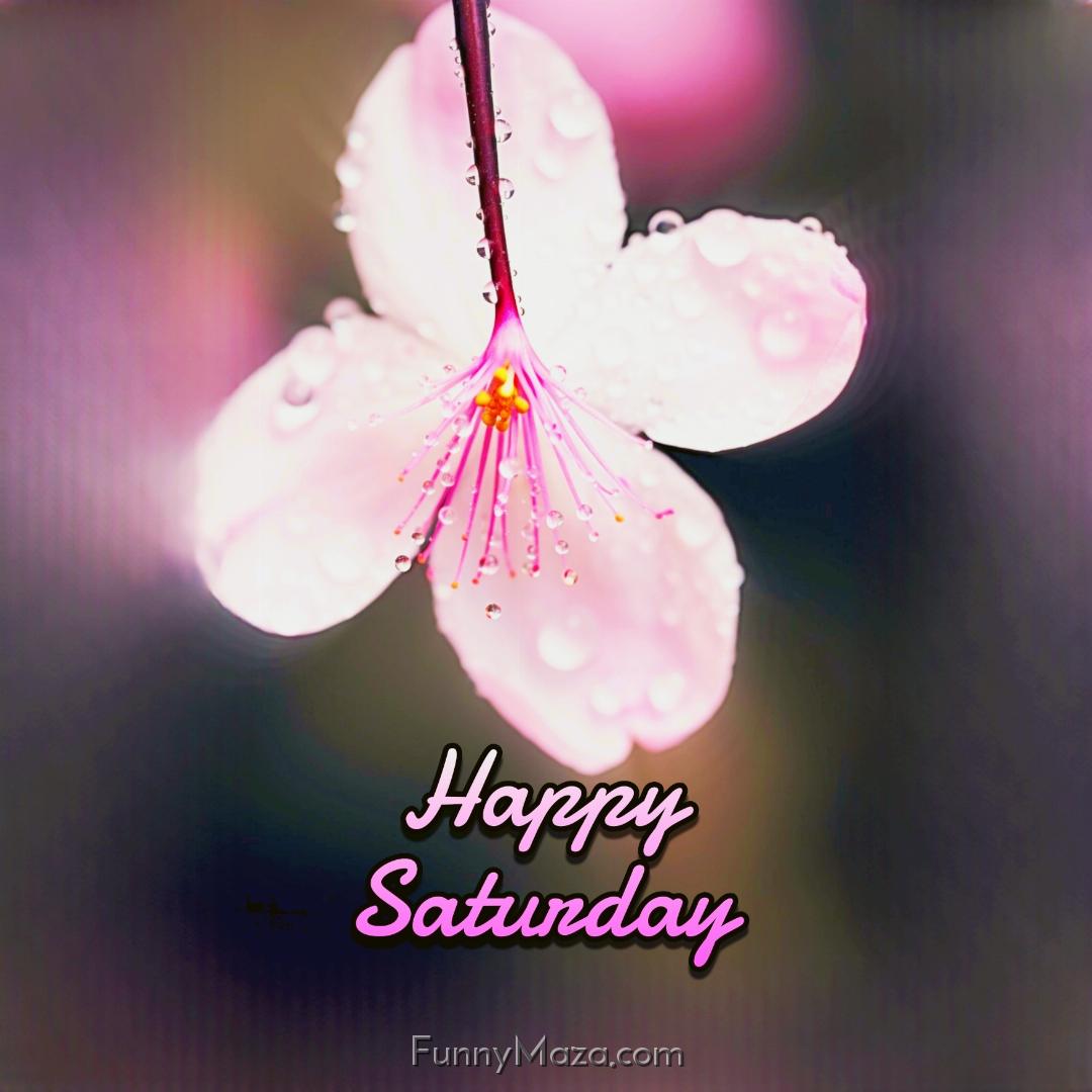 Happy Saturday Dew Drops 2024 Images