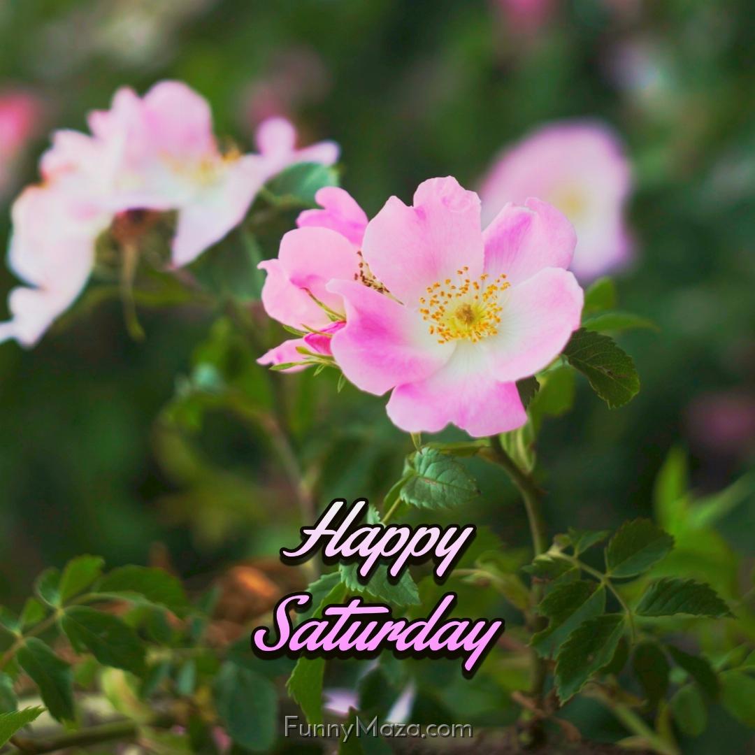 Happy Saturday Flowers 2024 Images