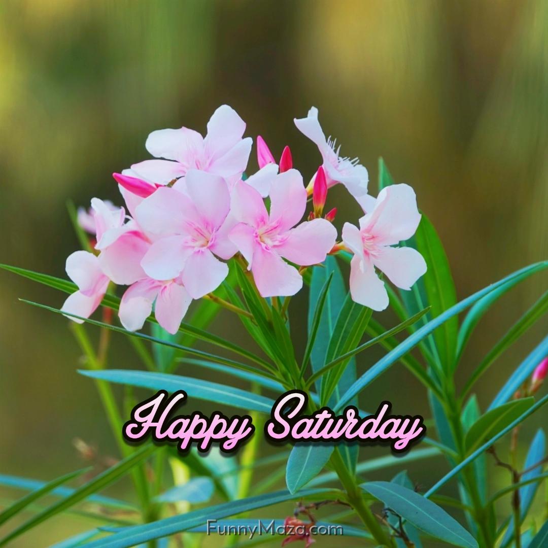 Happy Saturday Flowers Images