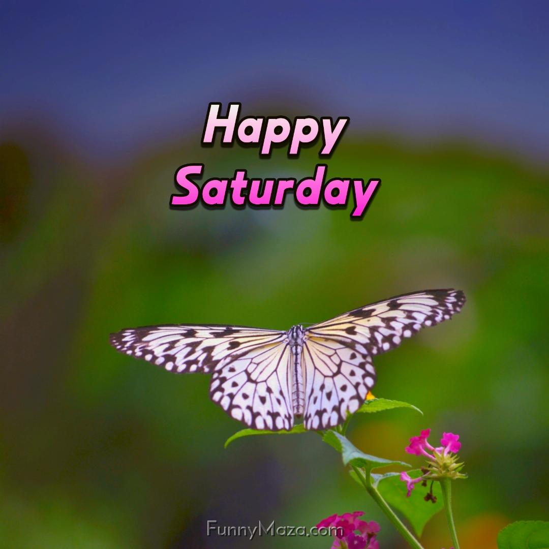 New Happy Saturday Butterfly Images 2024 HD Download