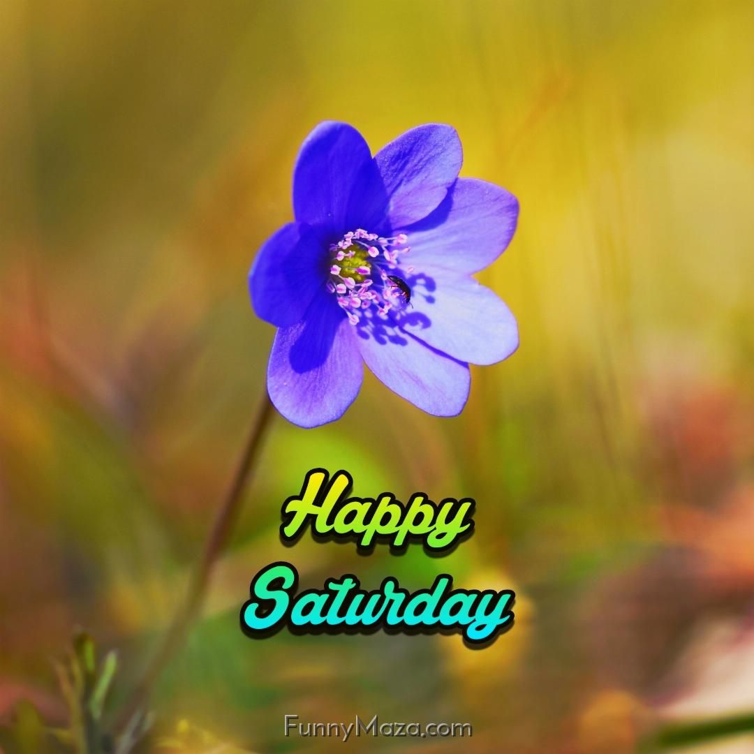 New Happy Saturday Flowers Images 2024 HD Download