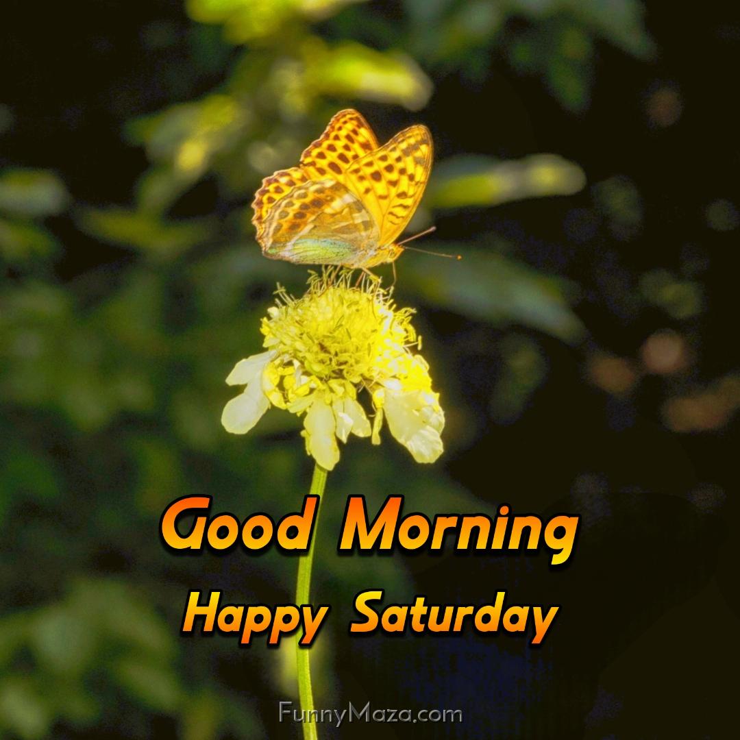 New Good Morning Happy Saturday Butterfly Images 2024 HD Download