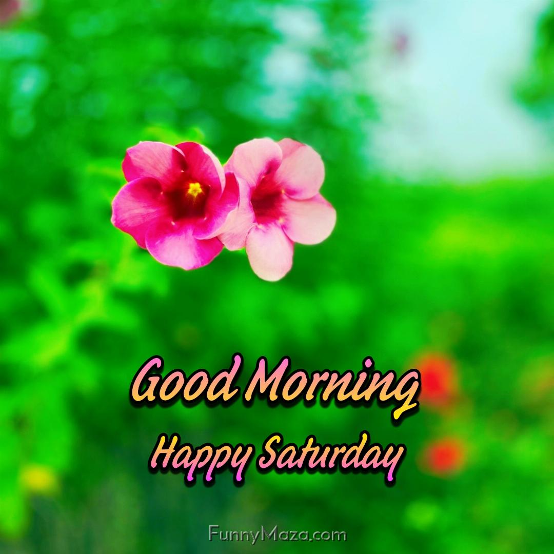 New Good Morning Happy Saturday Flowers Images 2024 HD Download