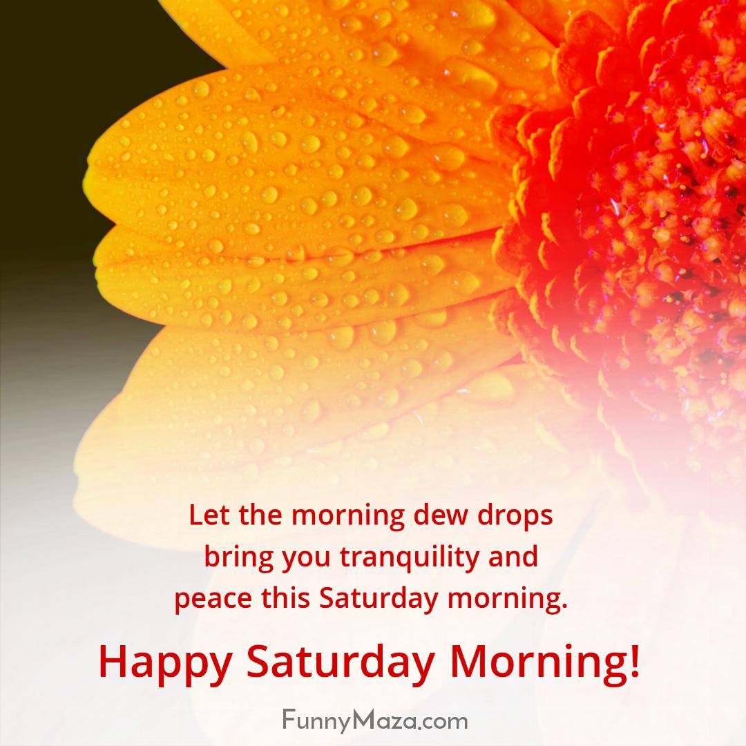 Let the morning dew drops bring you tranquility and peace this