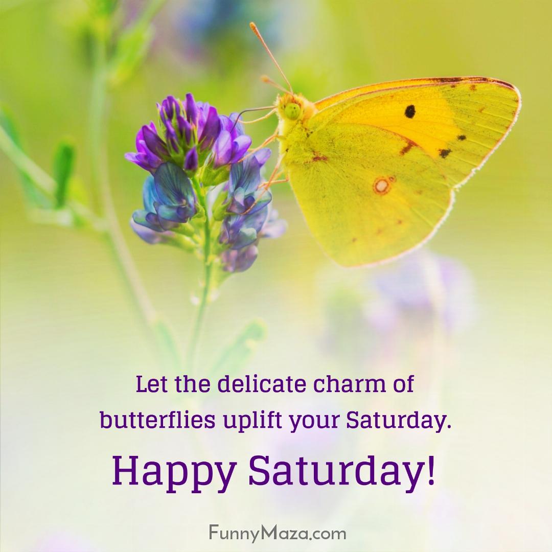 Let the delicate charm of butterflies uplift your Saturday