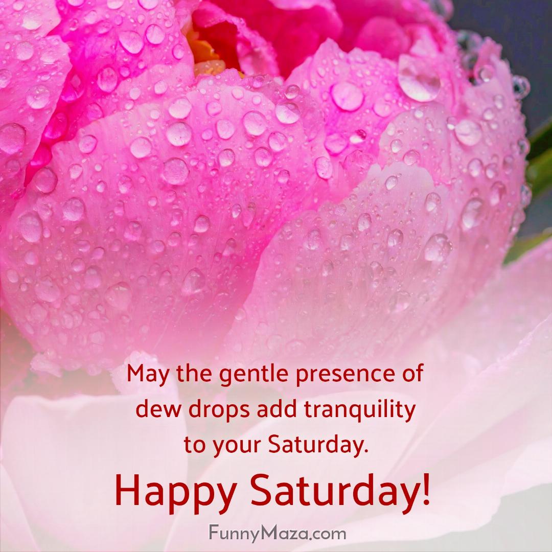 May the gentle presence of dew drops add tranquility to your