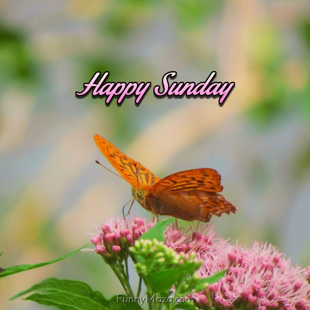 Beautiful Sunday Butterfly Images