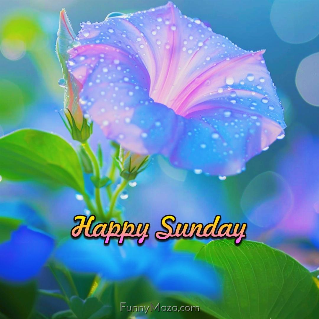 Beautiful Sunday Dew Drops Images