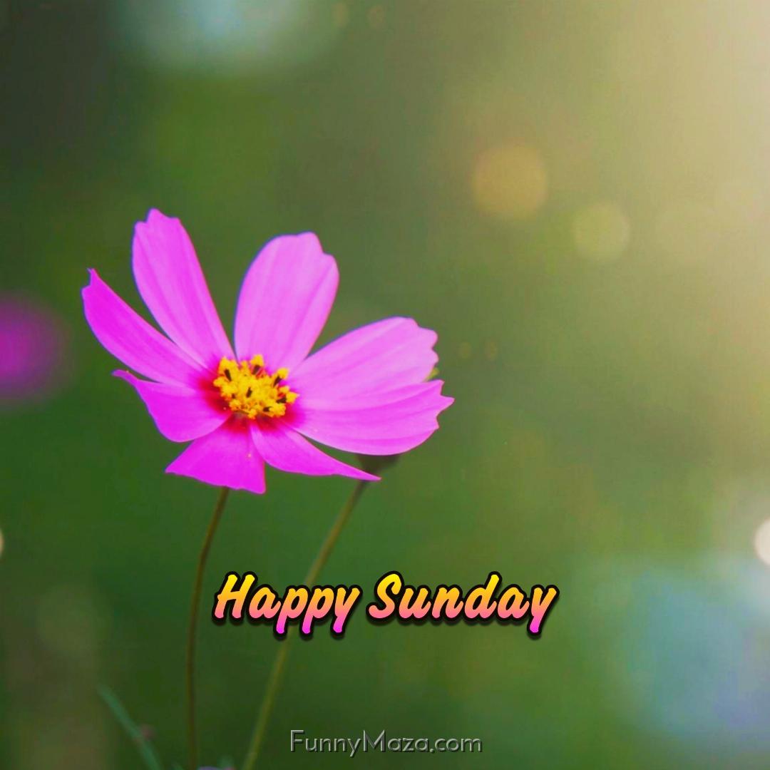 Beautiful Sunday Flowers Images