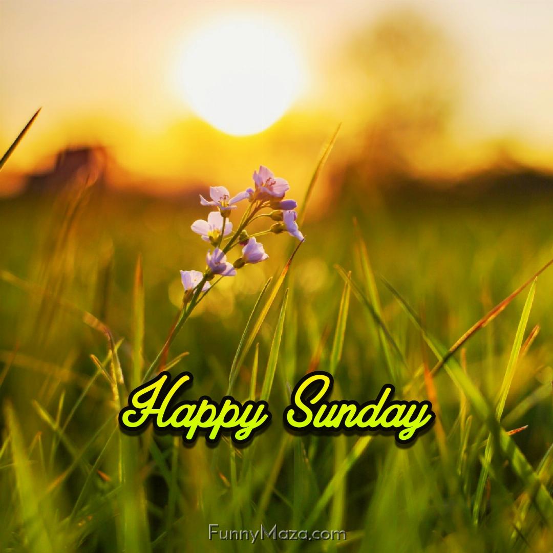 Beautiful Sunday Nature Images