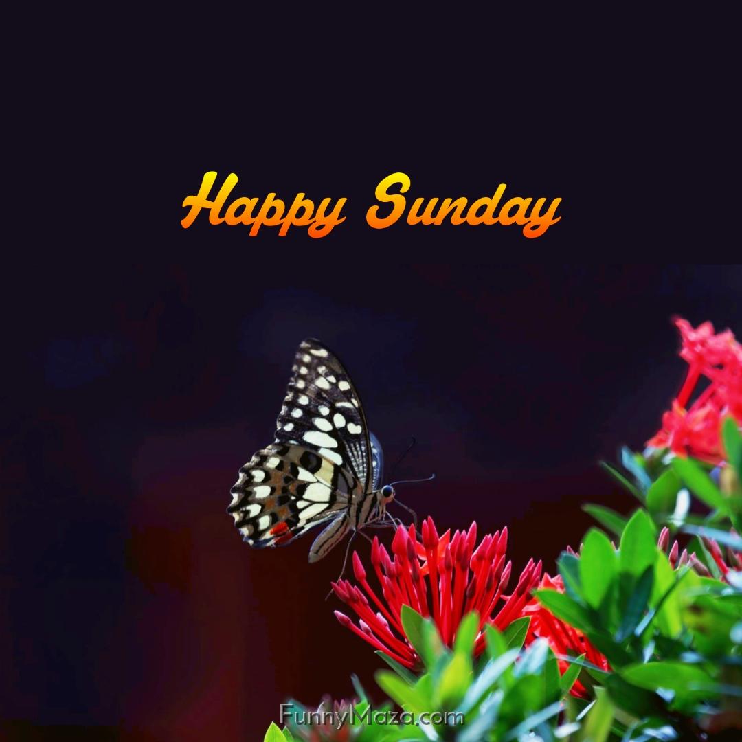 Happy Sunday Butterfly 2024 Images