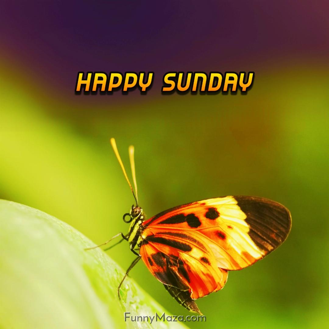 Happy Sunday Butterfly Images