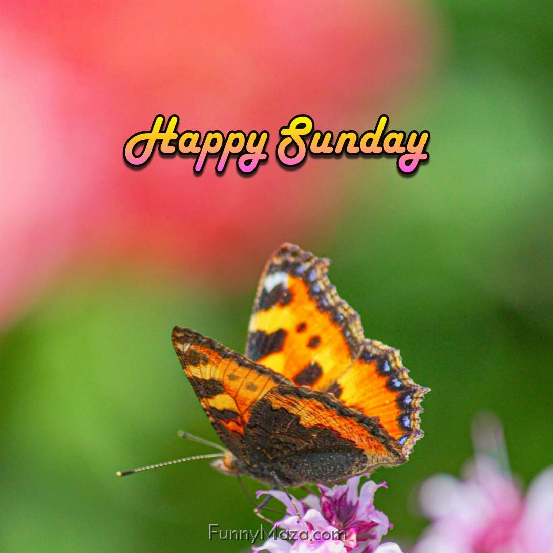 Happy Sunday Butterfly Wallpaper