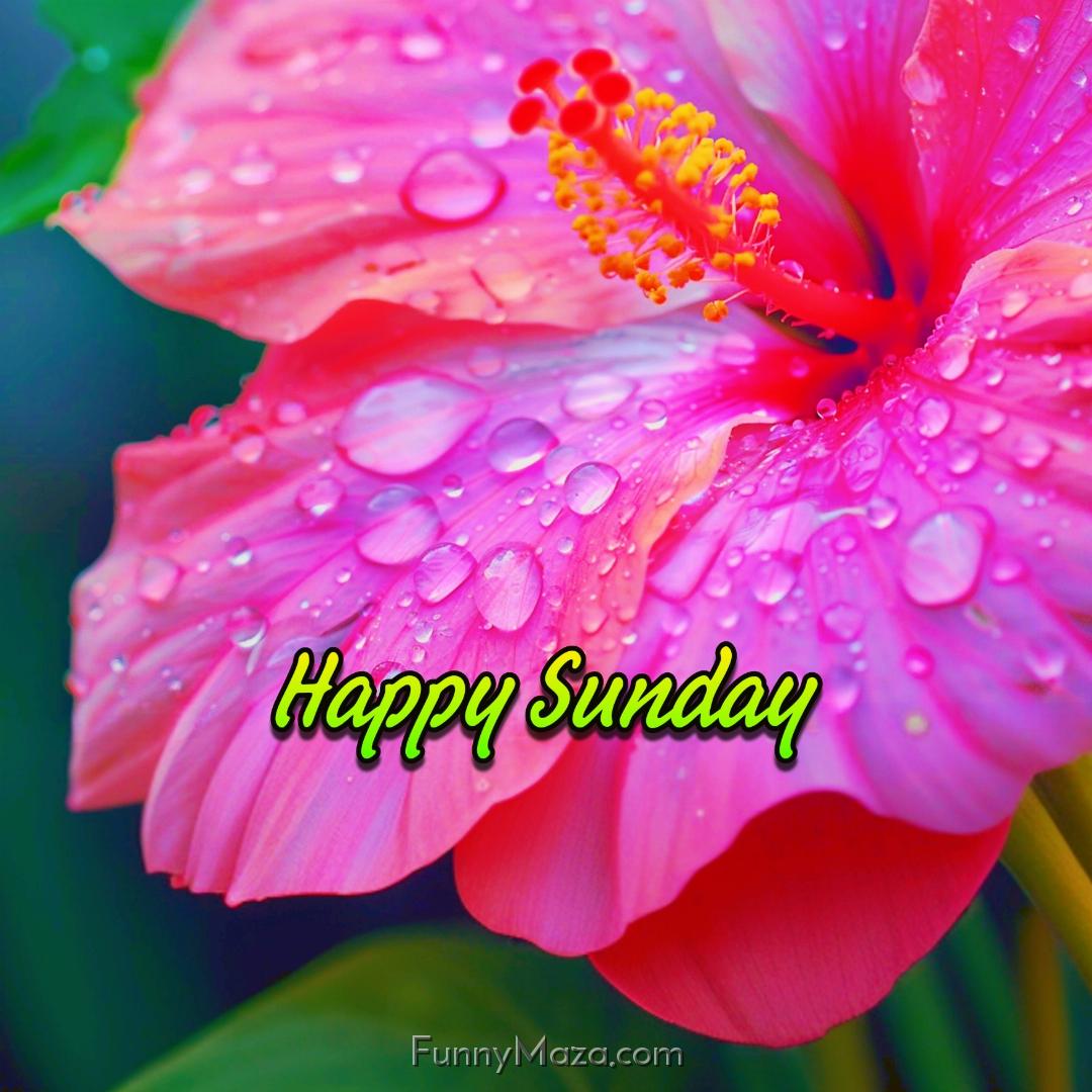 Happy Sunday Dew Drops 2024 Images