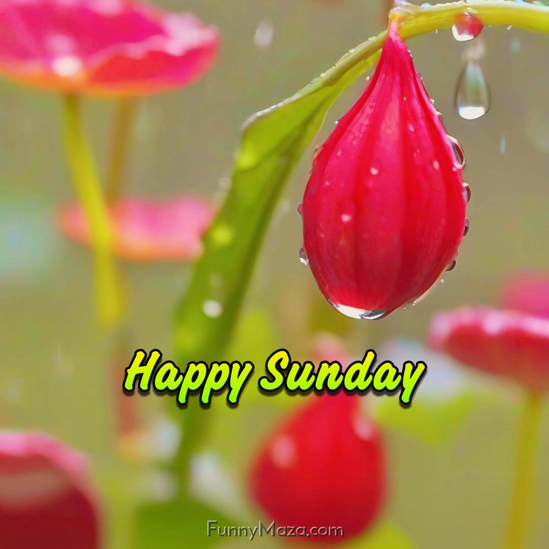 Happy Sunday Dew Drops Images