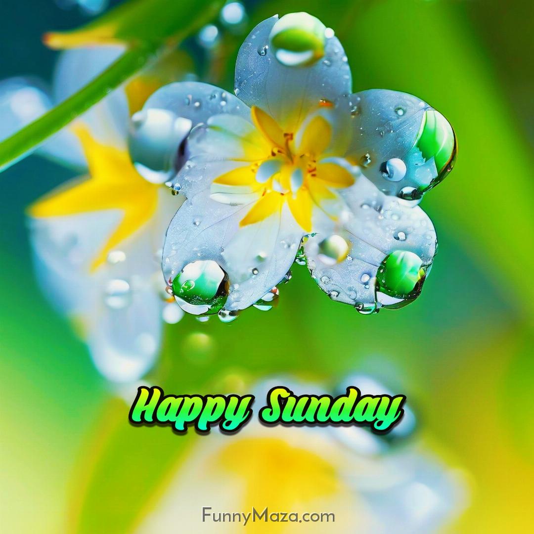 Happy Sunday Dew Drops Wallpaper