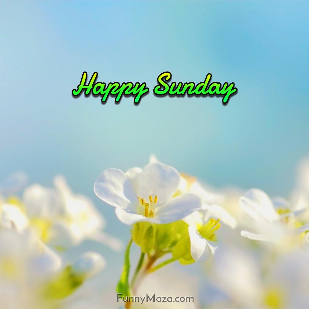 Happy Sunday Flowers 2024 Images