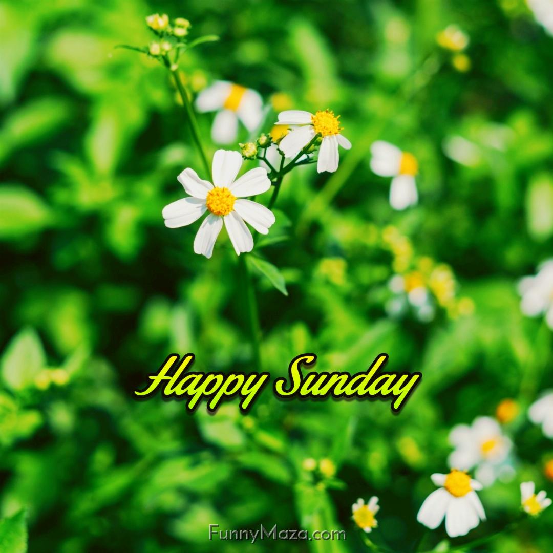 Happy Sunday Flowers Images