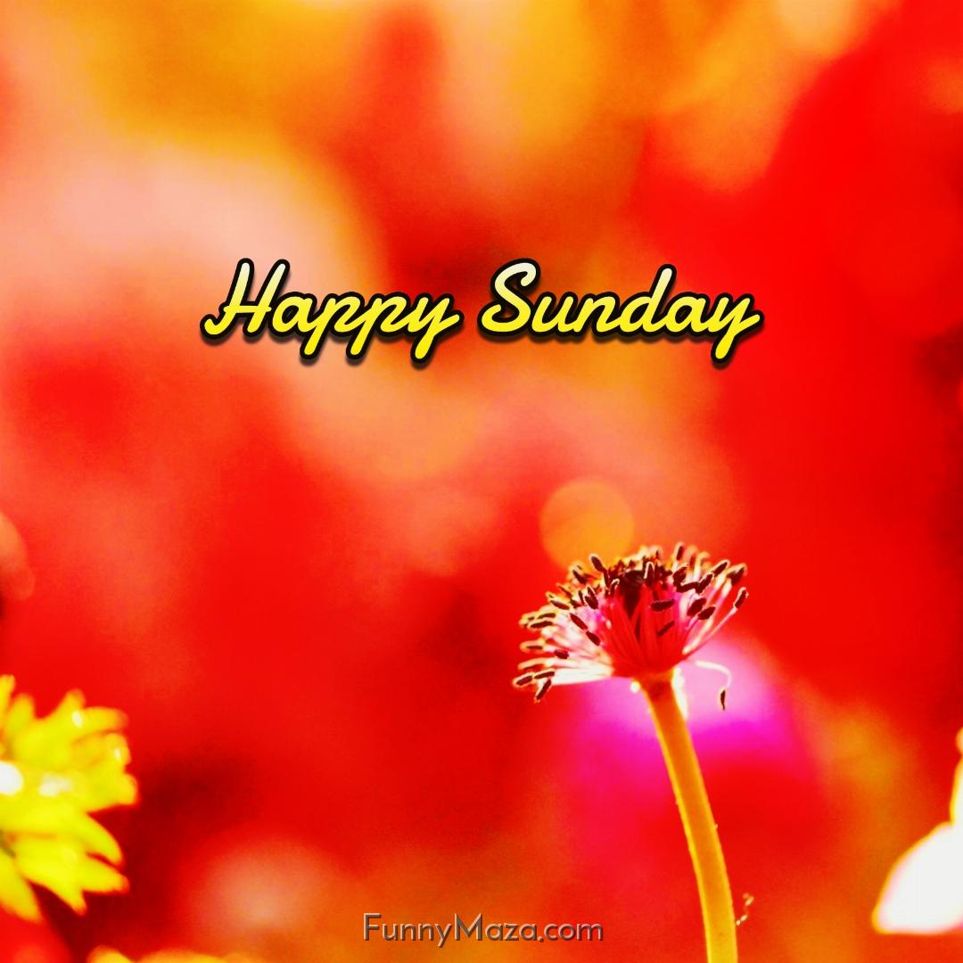 Happy Sunday Flowers Wallpaper