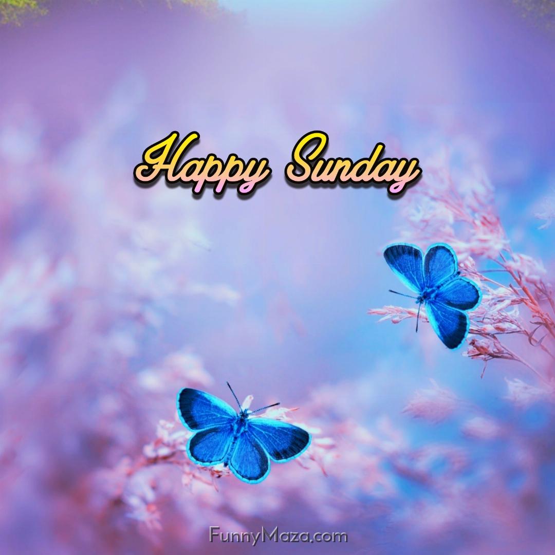 New Happy Sunday Butterfly Images 2024 HD Download