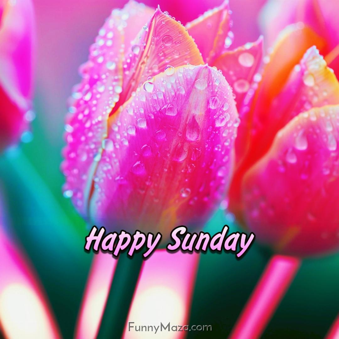 New Happy Sunday Dew Drops Images 2024 HD Download