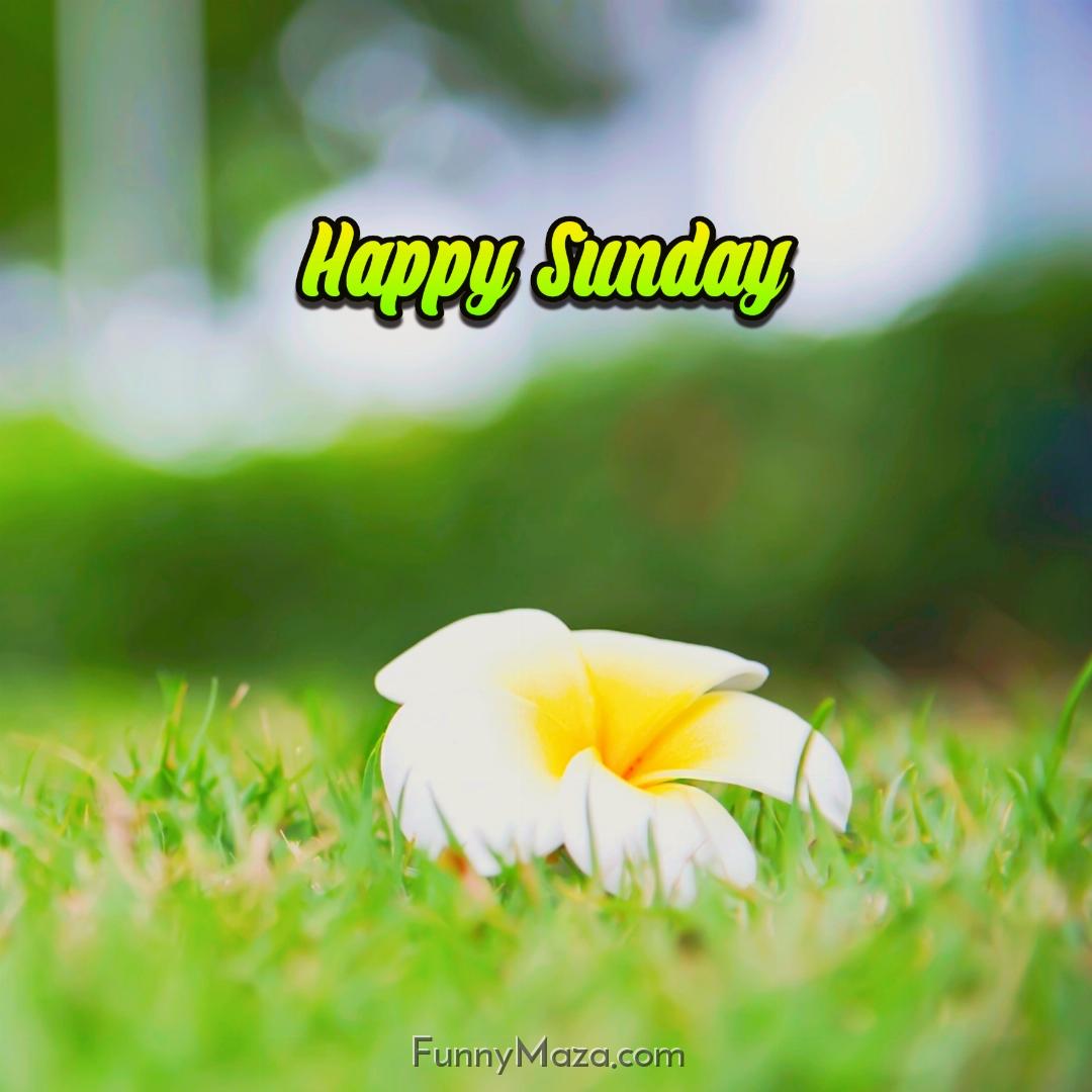 New Happy Sunday Flowers Images 2024 HD Download