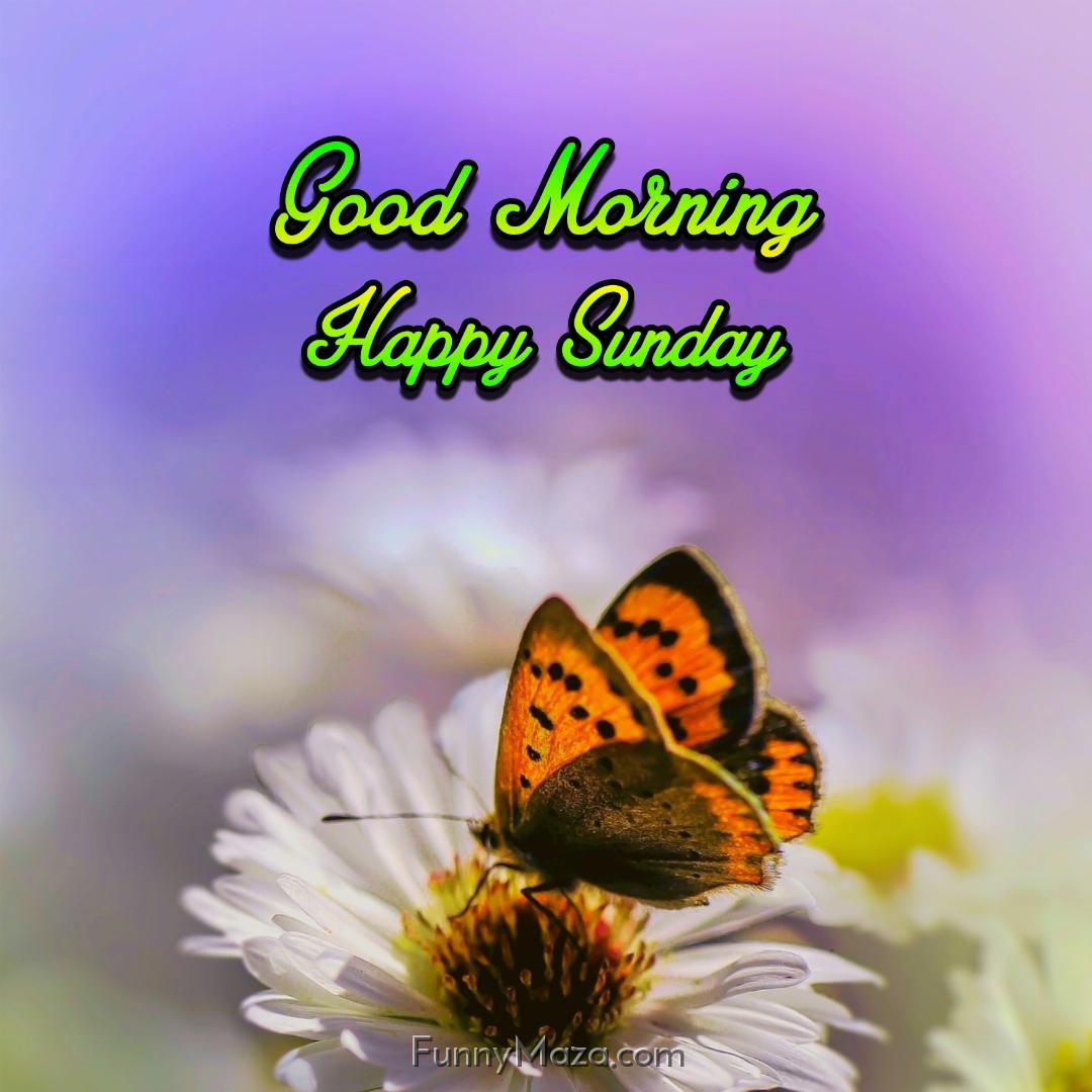 Beautiful Good Morning Happy Sunday Butterfly Photos