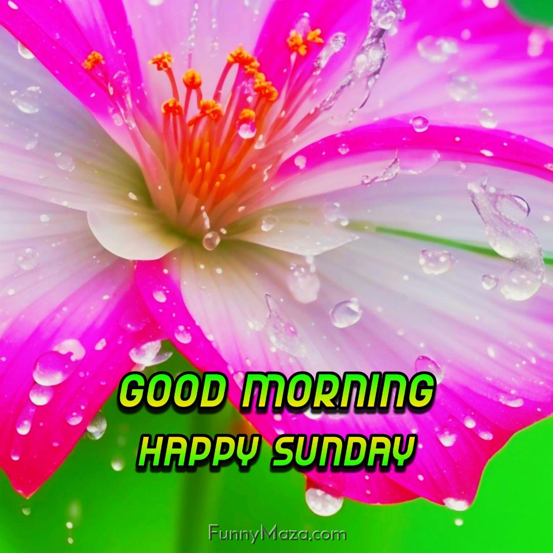 Beautiful Good Morning Happy Sunday Dew Drops Photos