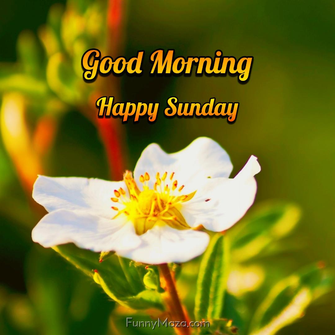 Beautiful Good Morning Happy Sunday Flowers Photos