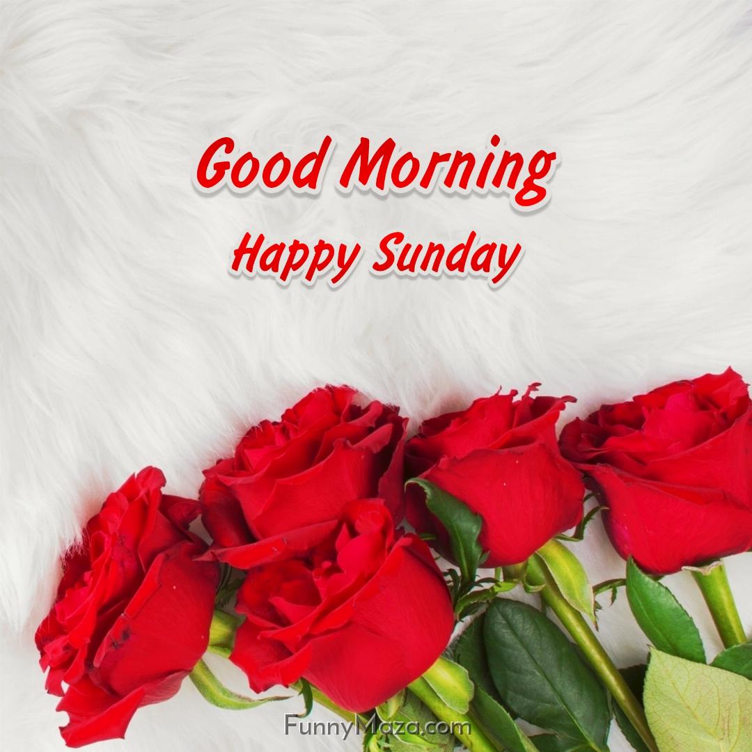 Beautiful Good Morning Happy Sunday Rose Love Photos