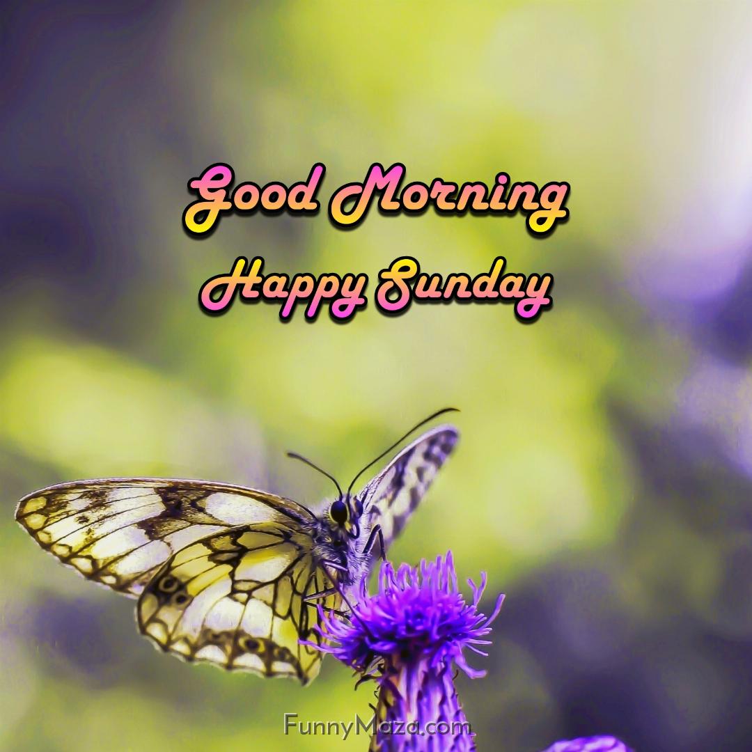 Good Morning Happy Sunday Butterfly 2024 Images