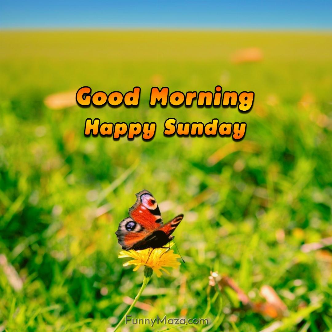 Good Morning Happy Sunday Butterfly Images