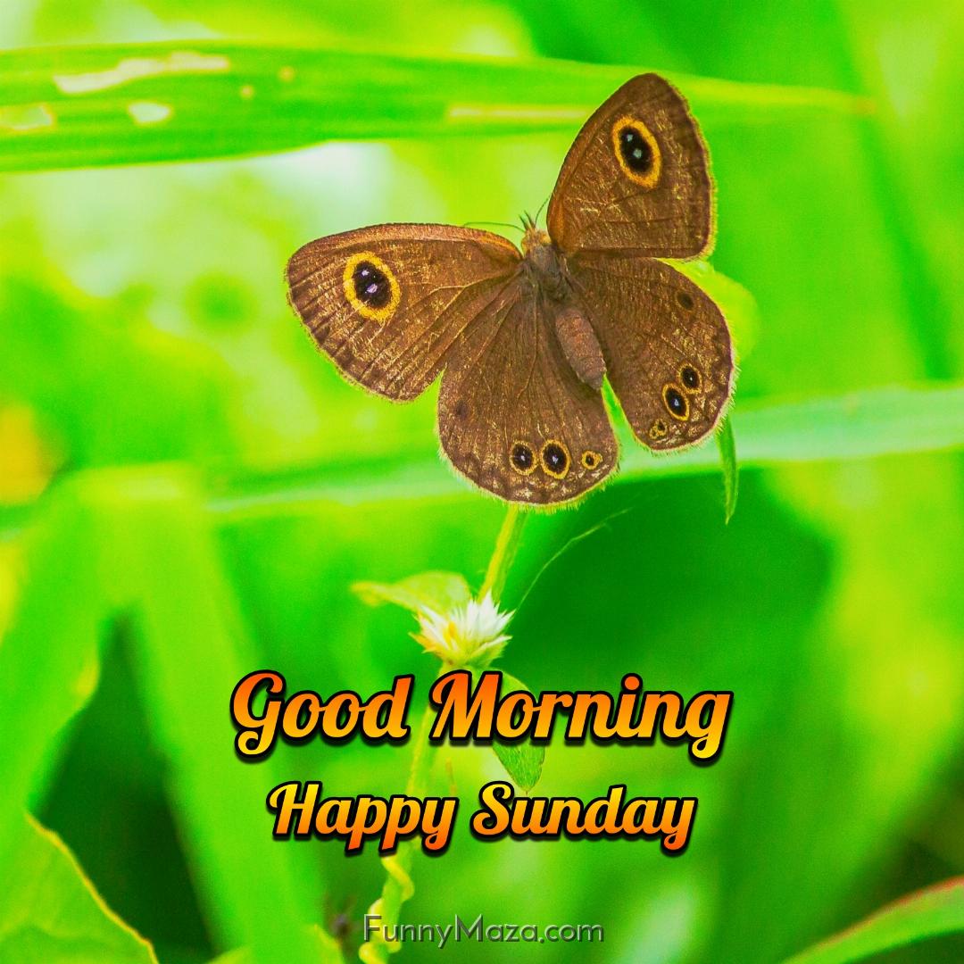 Good Morning Happy Sunday Butterfly Wallpaper