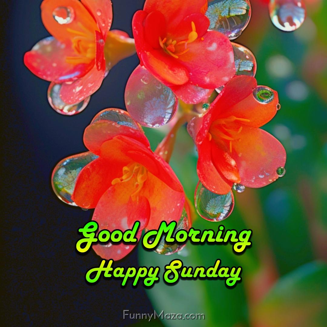 Good Morning Happy Sunday Dew Drops 2024 Images