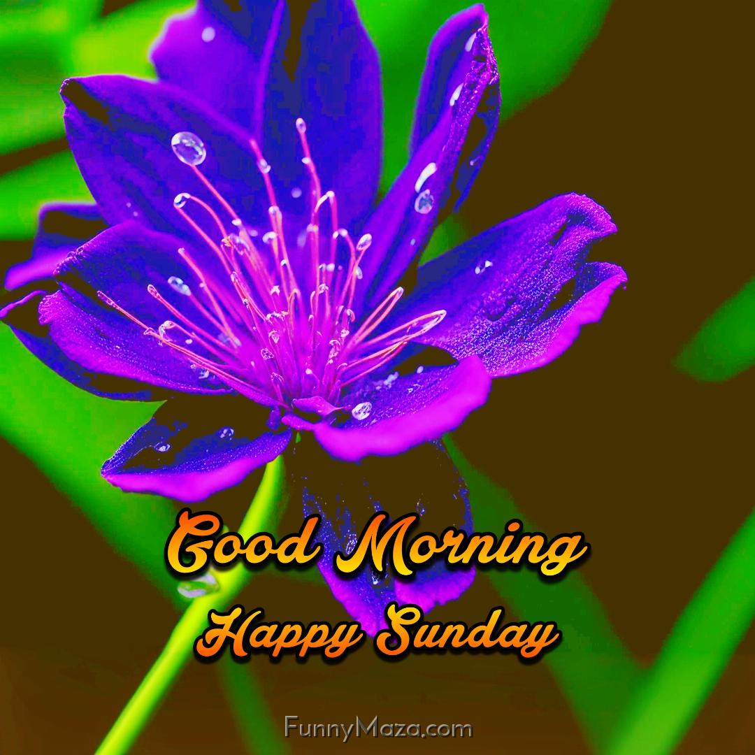 Good Morning Happy Sunday Dew Drops Images