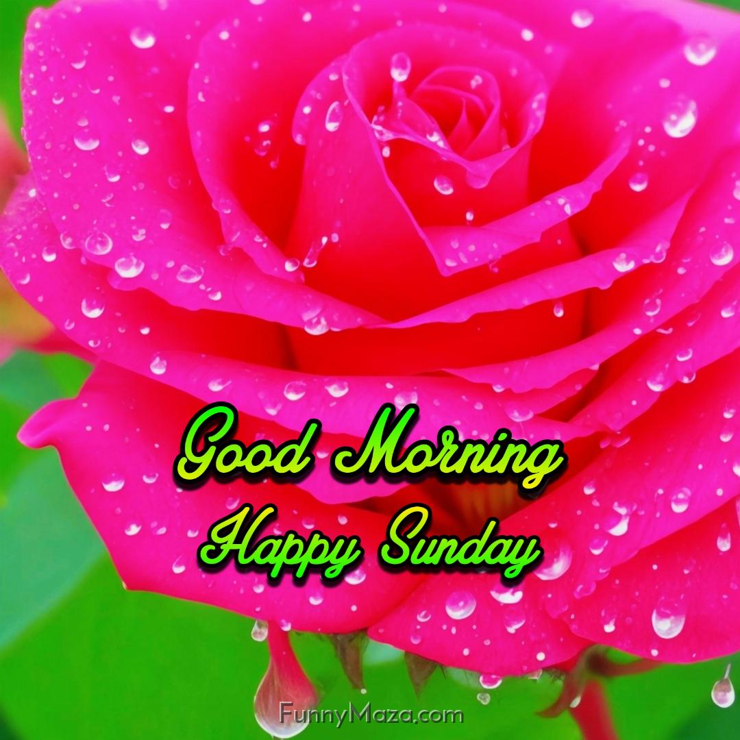 Good Morning Happy Sunday Dew Drops Wallpaper