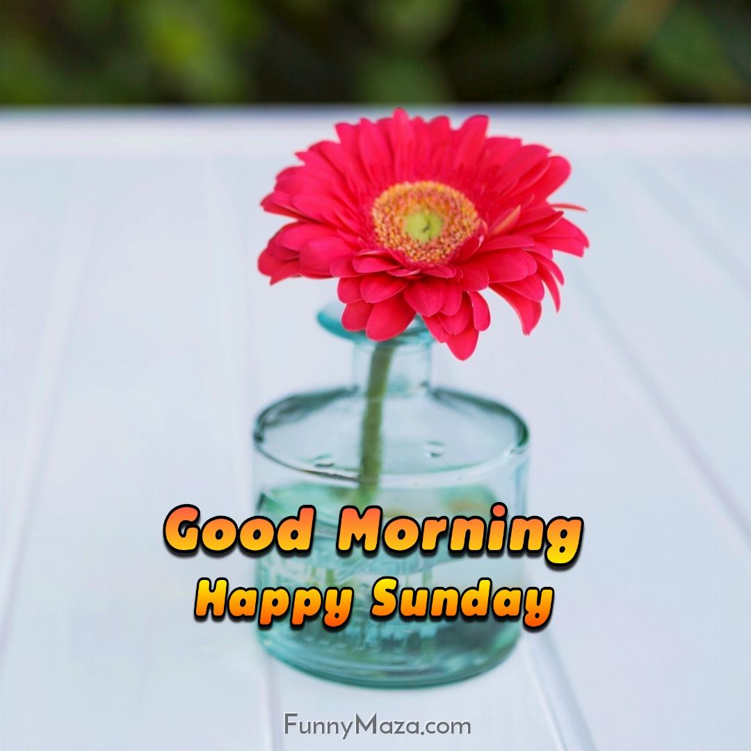 Good Morning Happy Sunday Flowers 2024 Images