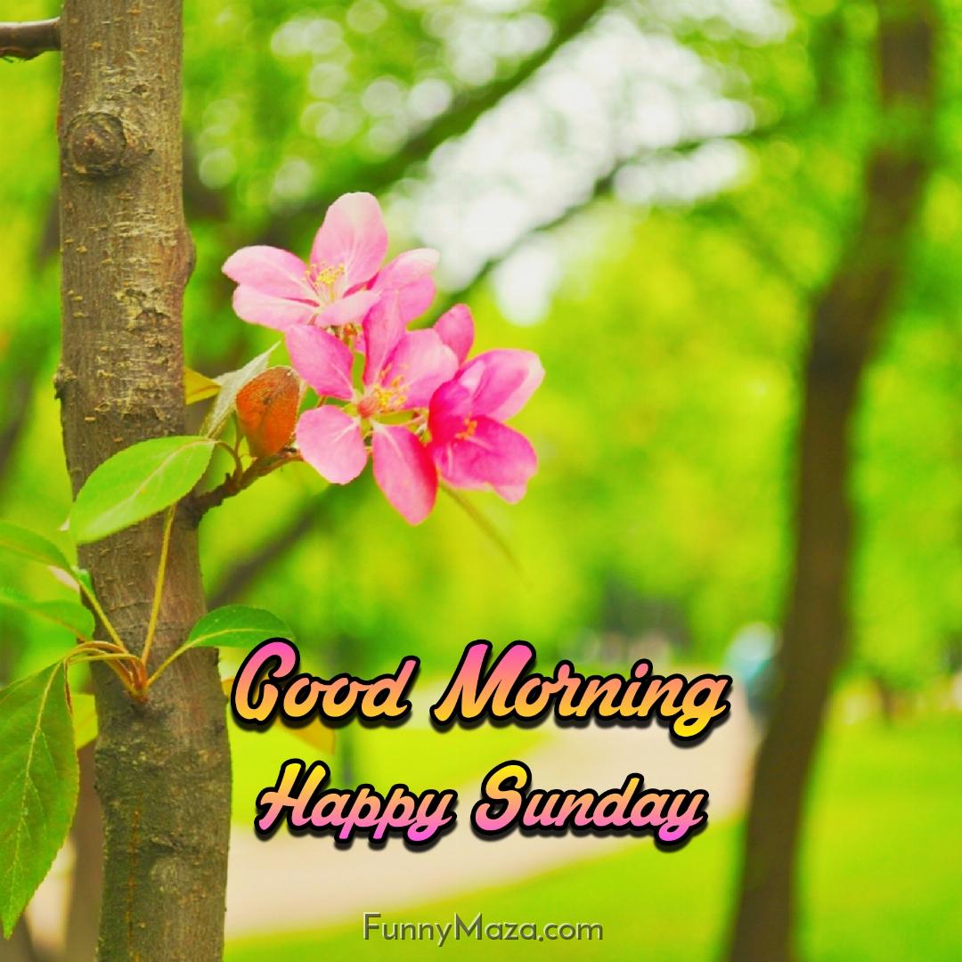 Good Morning Happy Sunday Flowers Images