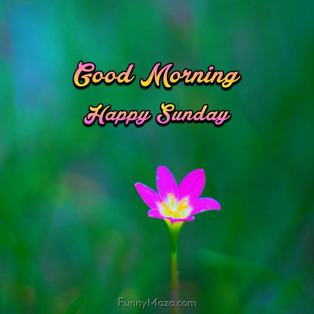 Good Morning Happy Sunday Flowers Wallpaper