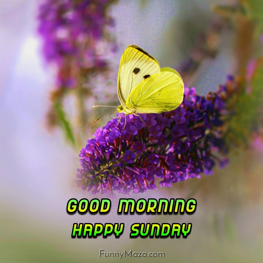 New Good Morning Happy Sunday Butterfly Images 2024 HD Download