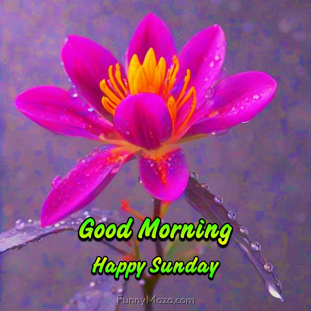 New Good Morning Happy Sunday Dew Drops Images 2024 HD Download