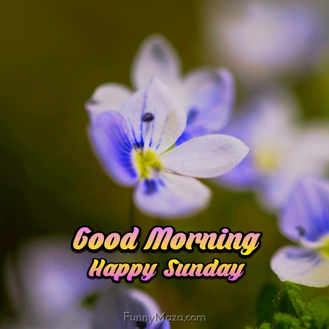 New Good Morning Happy Sunday Flowers Images 2024 HD Download