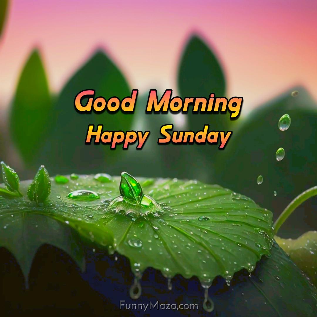 New Good Morning Happy Sunday Rainy Images 2024 HD Download