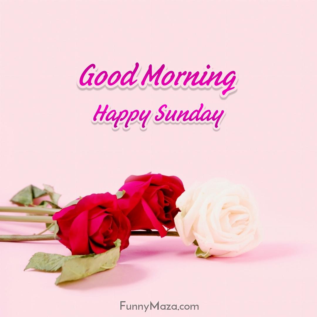 New Good Morning Happy Sunday Rose Love Images 2024 HD Download