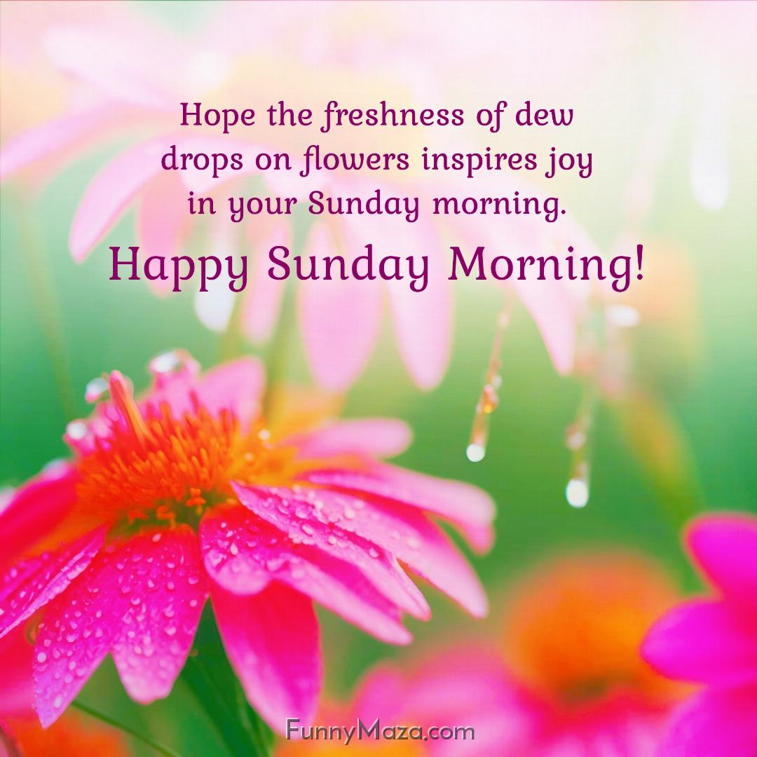 Hope the freshness of dew drops on flowers inspires joy in