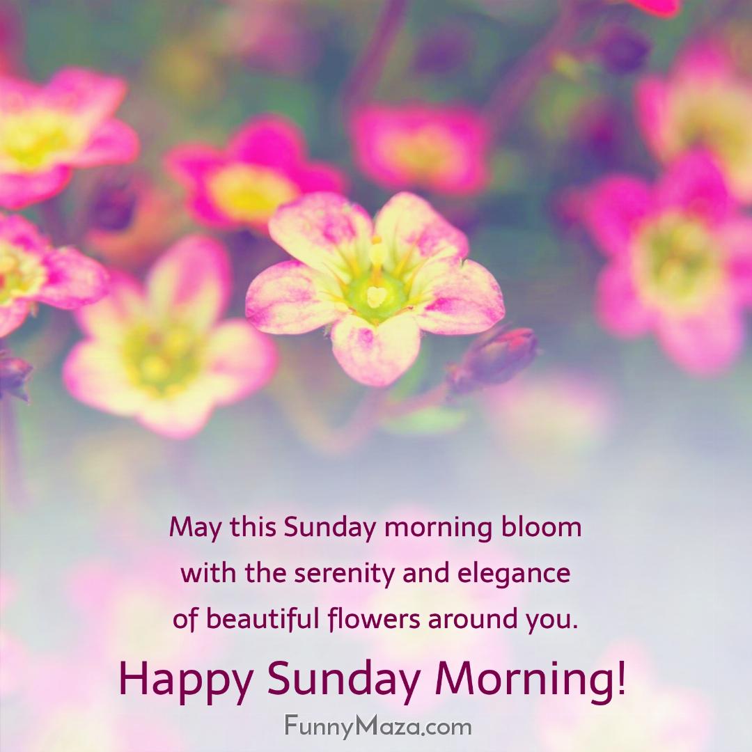 May this Sunday morning bloom with the serenity and elegance of